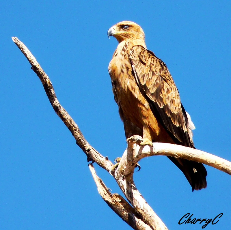BIRDS OF AFRICA
