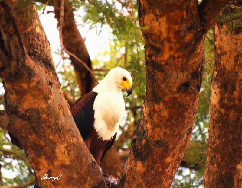 BIRDS OF AFRICA
