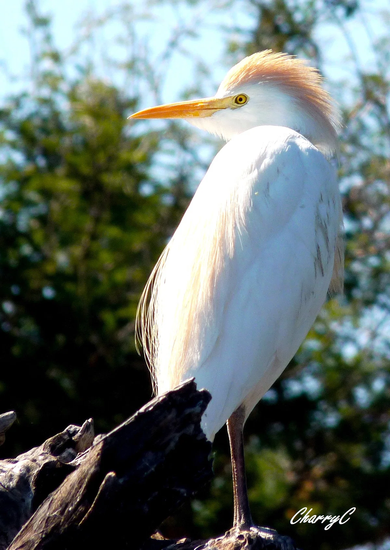 BIRDS OF AFRICA