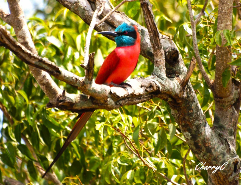 BIRDS OF AFRICA