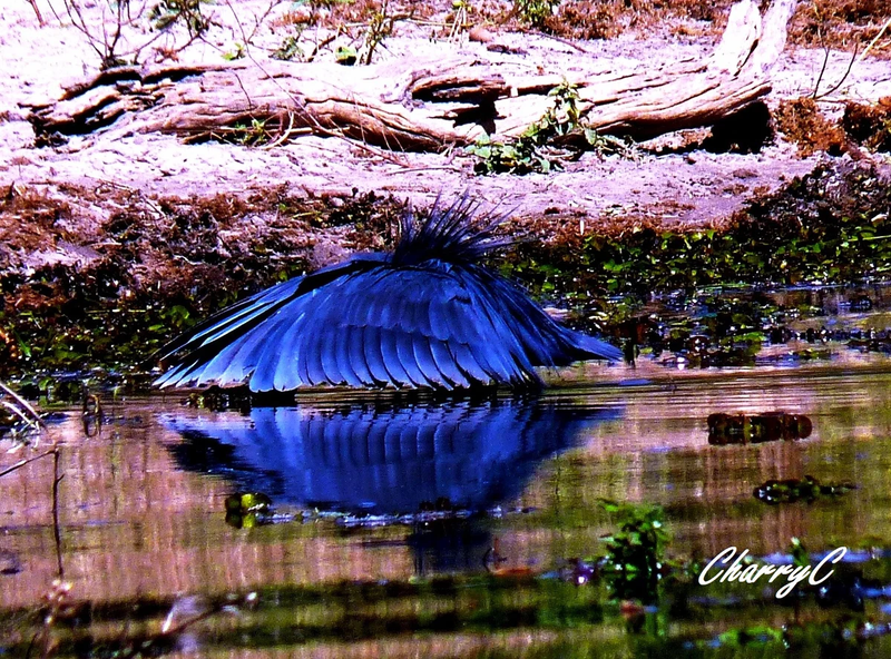 BIRDS OF AFRICA