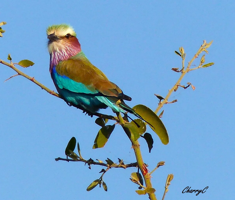 BIRDS OF AFRICA