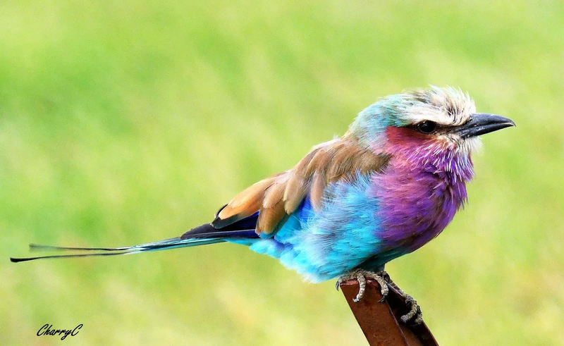 BIRDS OF AFRICA