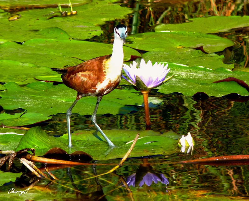 BIRDS OF AFRICA