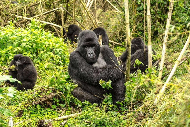 ACTIVITIES IN AFRICA