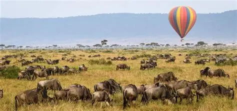 ACTIVITIES IN AFRICA