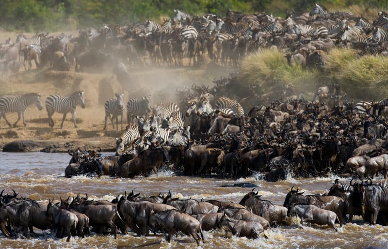 THE GREATEST WILDLIFE SHOW ON EARTH