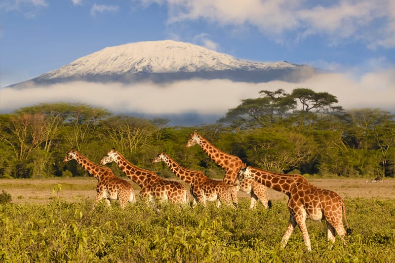 THE GREATEST WILDLIFE SHOW ON EARTH