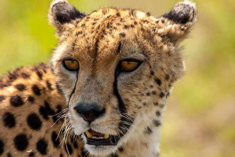THE GREATEST WILDLIFE SHOW ON EARTH