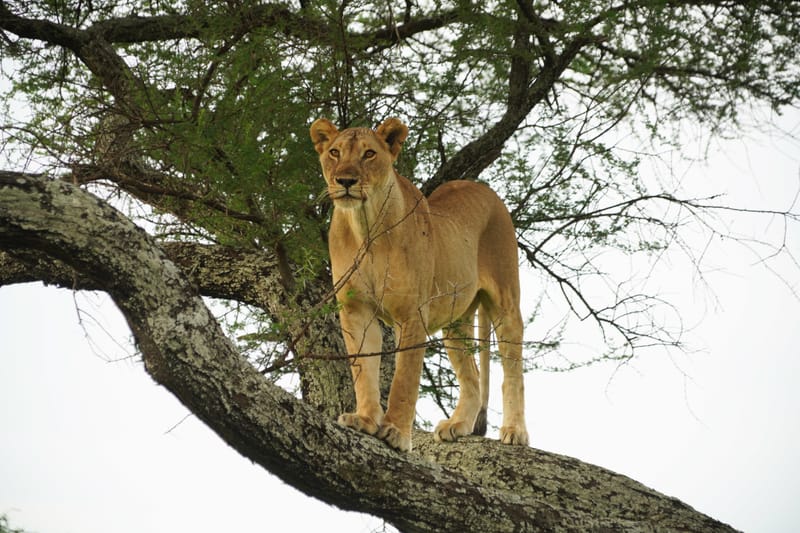 WHERE THE NEVER-ENDING PLAINS ARE TEEMING WITH WILDLIFE