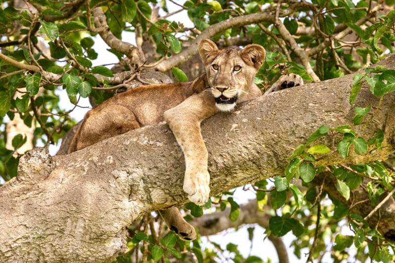 THE PEARL OF AFRICA 