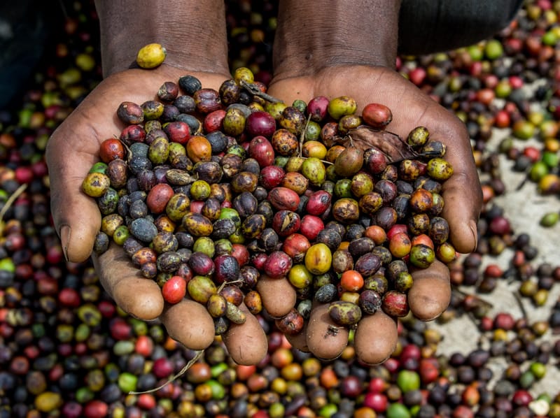 THE PEARL OF AFRICA 