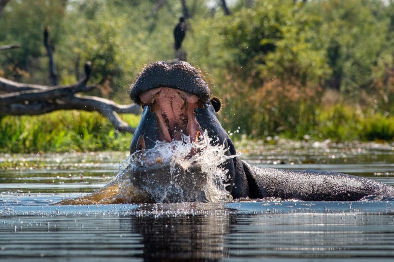 THE MOST SOUGHT-AFTER SAFARI DESTINATION ON EARTH