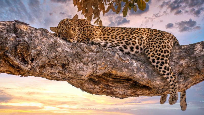 THE MOST SOUGHT-AFTER SAFARI DESTINATION ON EARTH