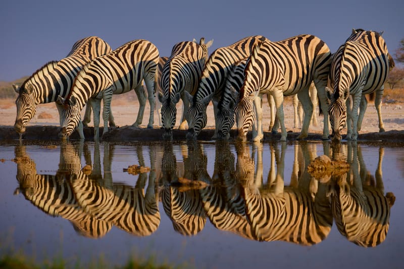 WHERE THE WILD STILL ROAMS FREE