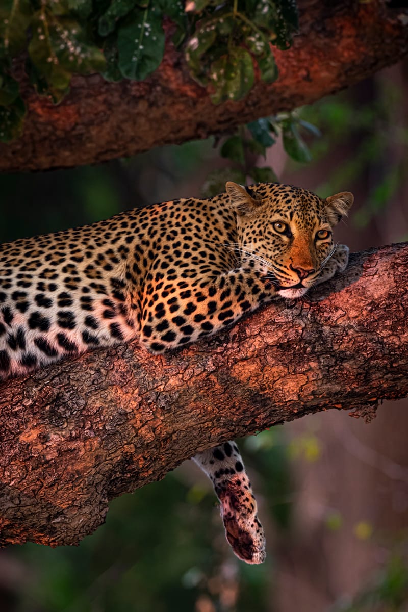 WHERE THE WILD STILL ROAMS FREE