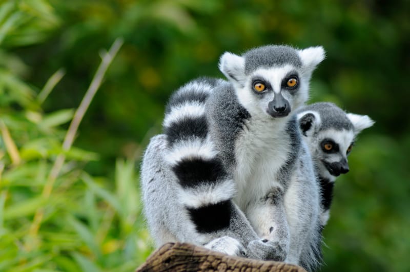 THE LANDER OF LEMURS