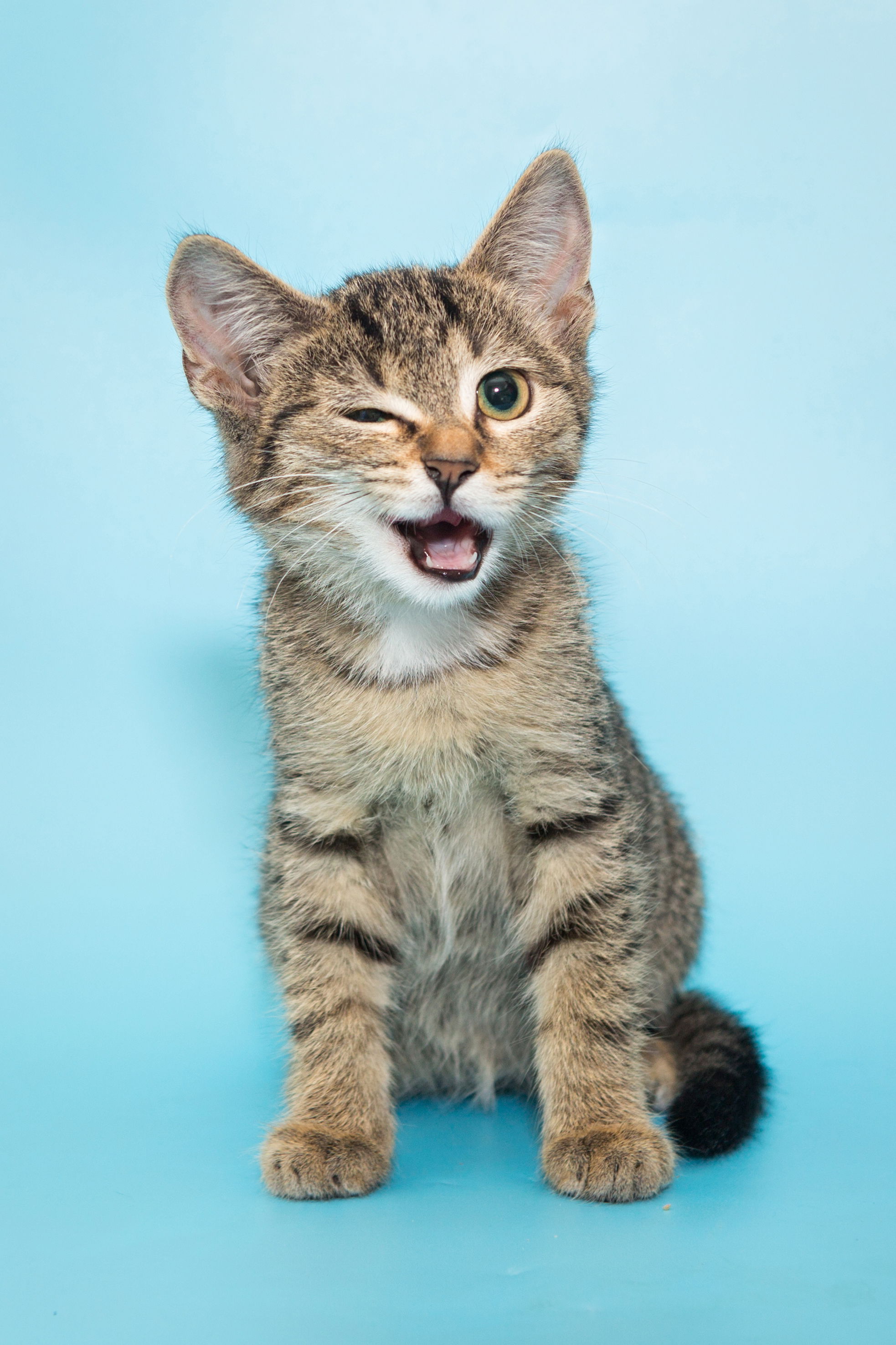 Les Chats, Gardiens de l'Invisible : Superstitions, Pouvoirs Cachés et Sourires Félins