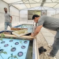 شجرة تين قبرصي طولها شبر وتثمر!.. نجحت حتى في حرارة جنوب العراق