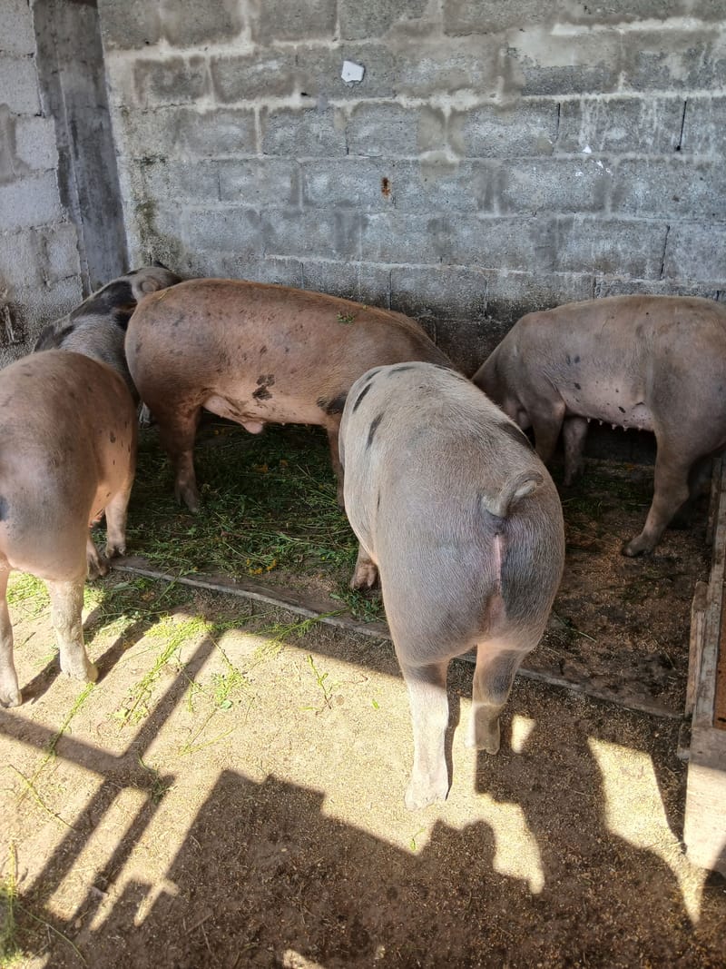 Porci si scrofite pregătite de monta