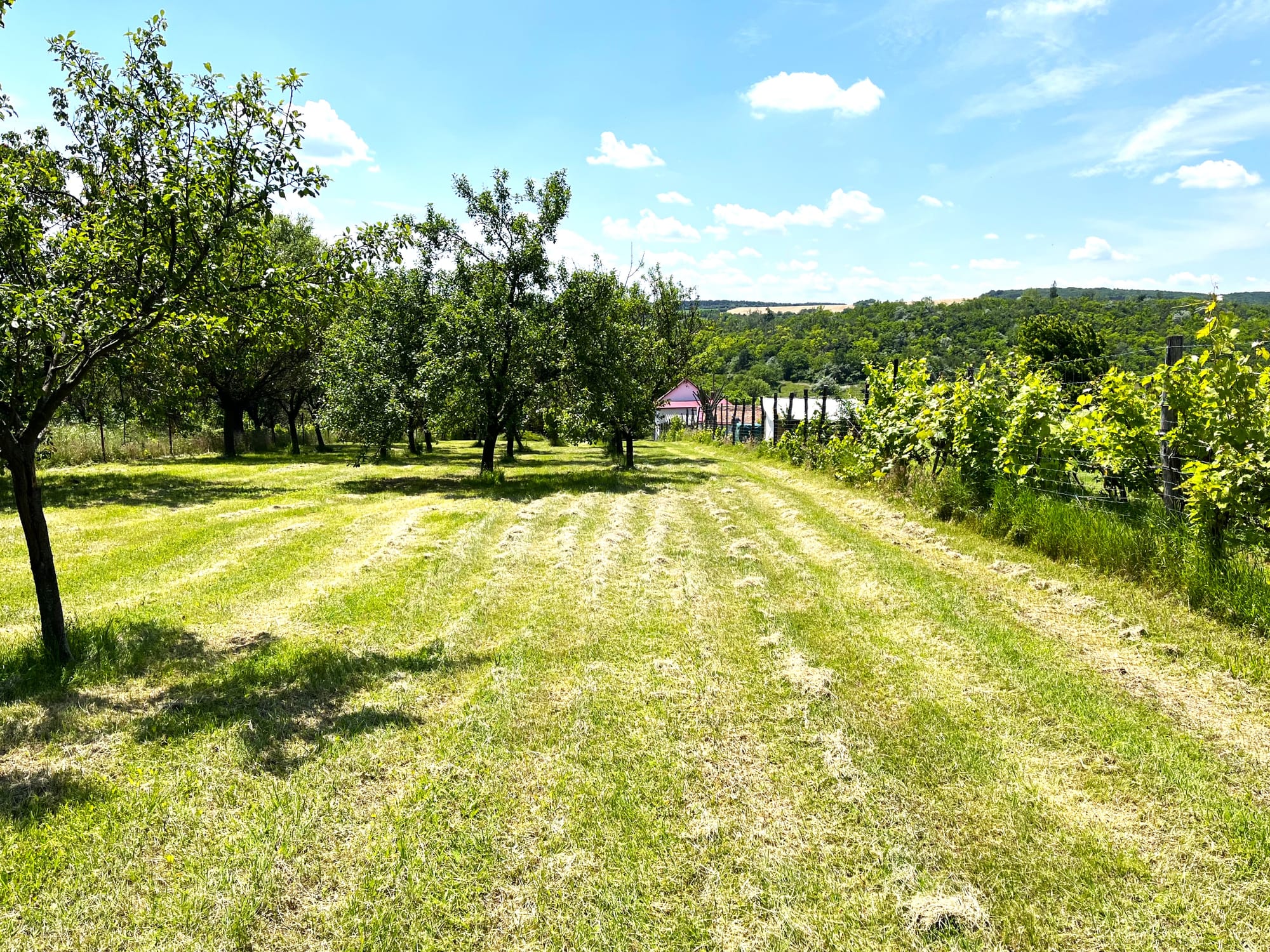 ISZKASZENTGYÖRGY - 50 NM - 24.900.000 FT