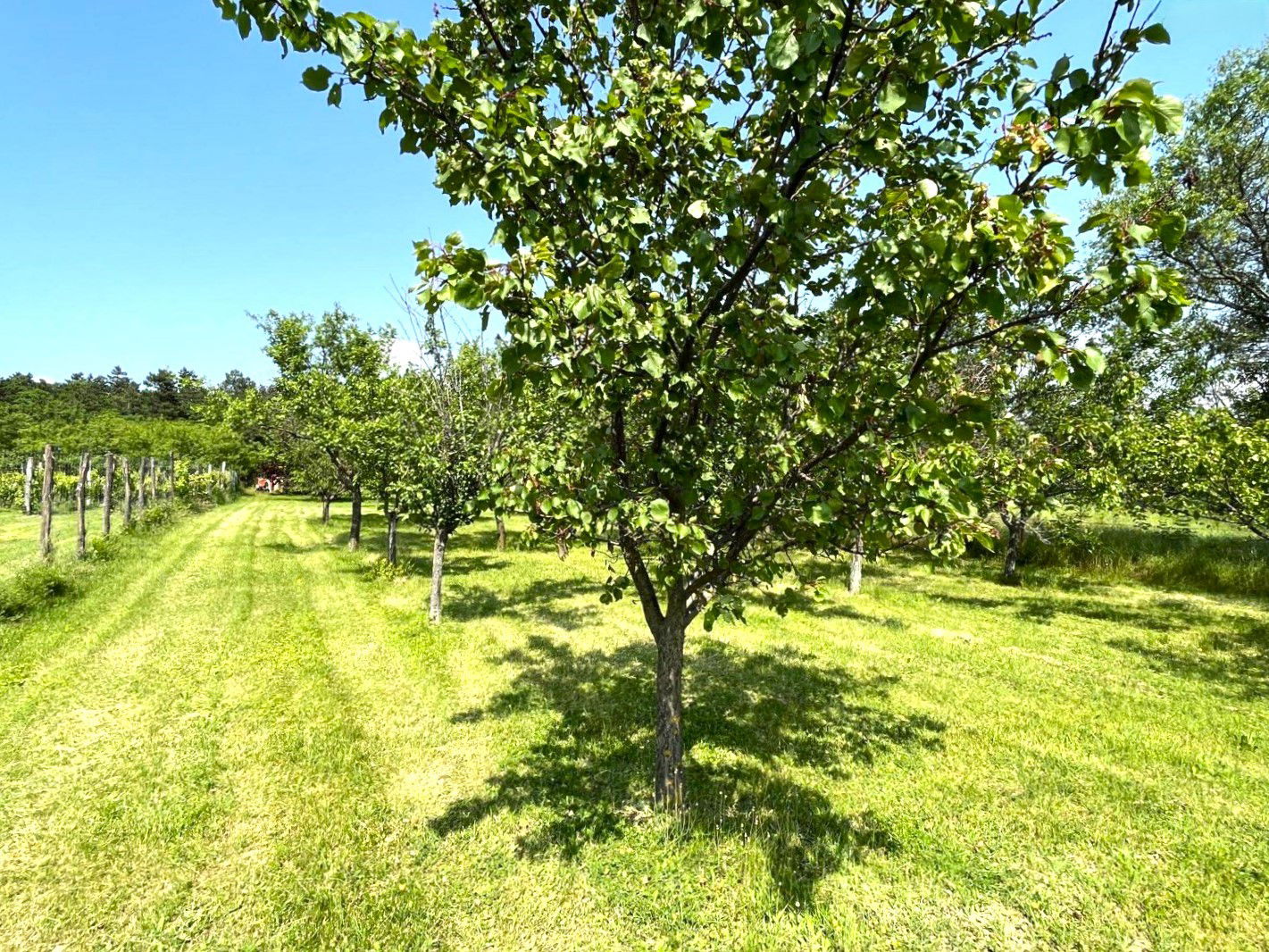 ISZKASZENTGYÖRGY - 50 NM - 24.900.000 FT