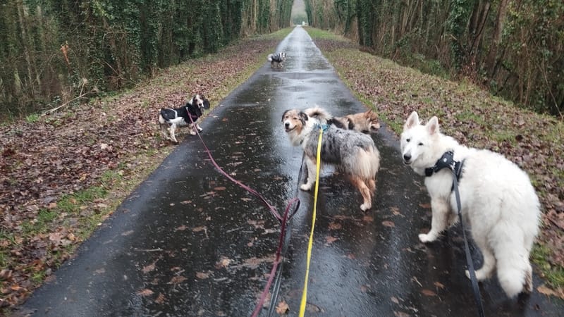 PET-SITTING