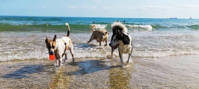 Plage pour chiens à Torredembarra : un coin de paradis canin en Catalogne