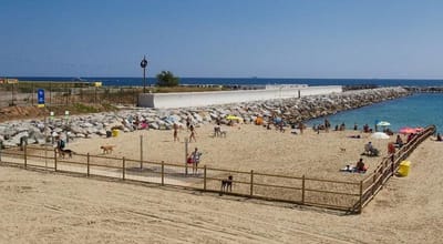Platja de Llevant : une plage pour chiens au cœur de Barcelone 🐾