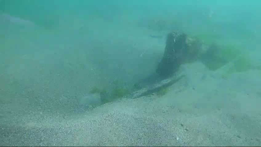 EPAVA LEMN COSTINESTI