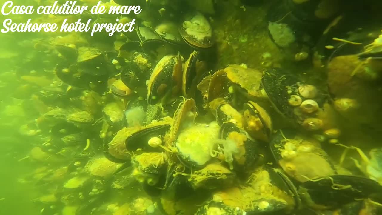 casa calutilor de mare