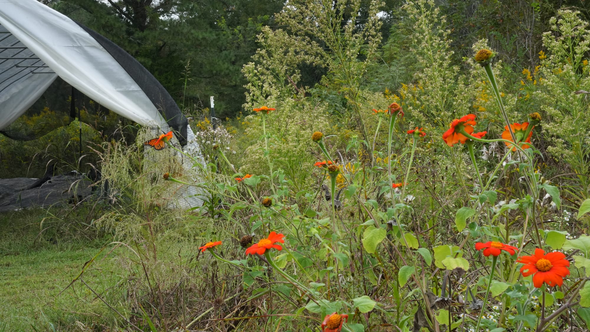 Can you find the Monarch Butterfly?