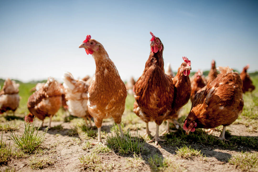 free range chickens article by valley hatchery 