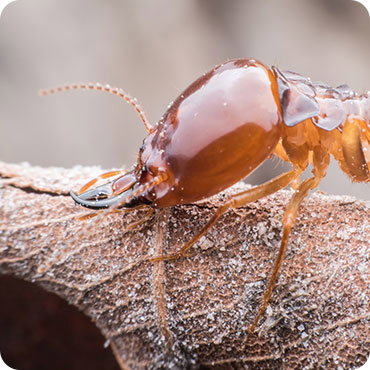 Termites