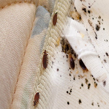 Bed Bugs