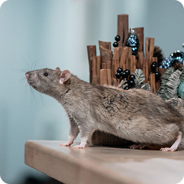 Rodent
