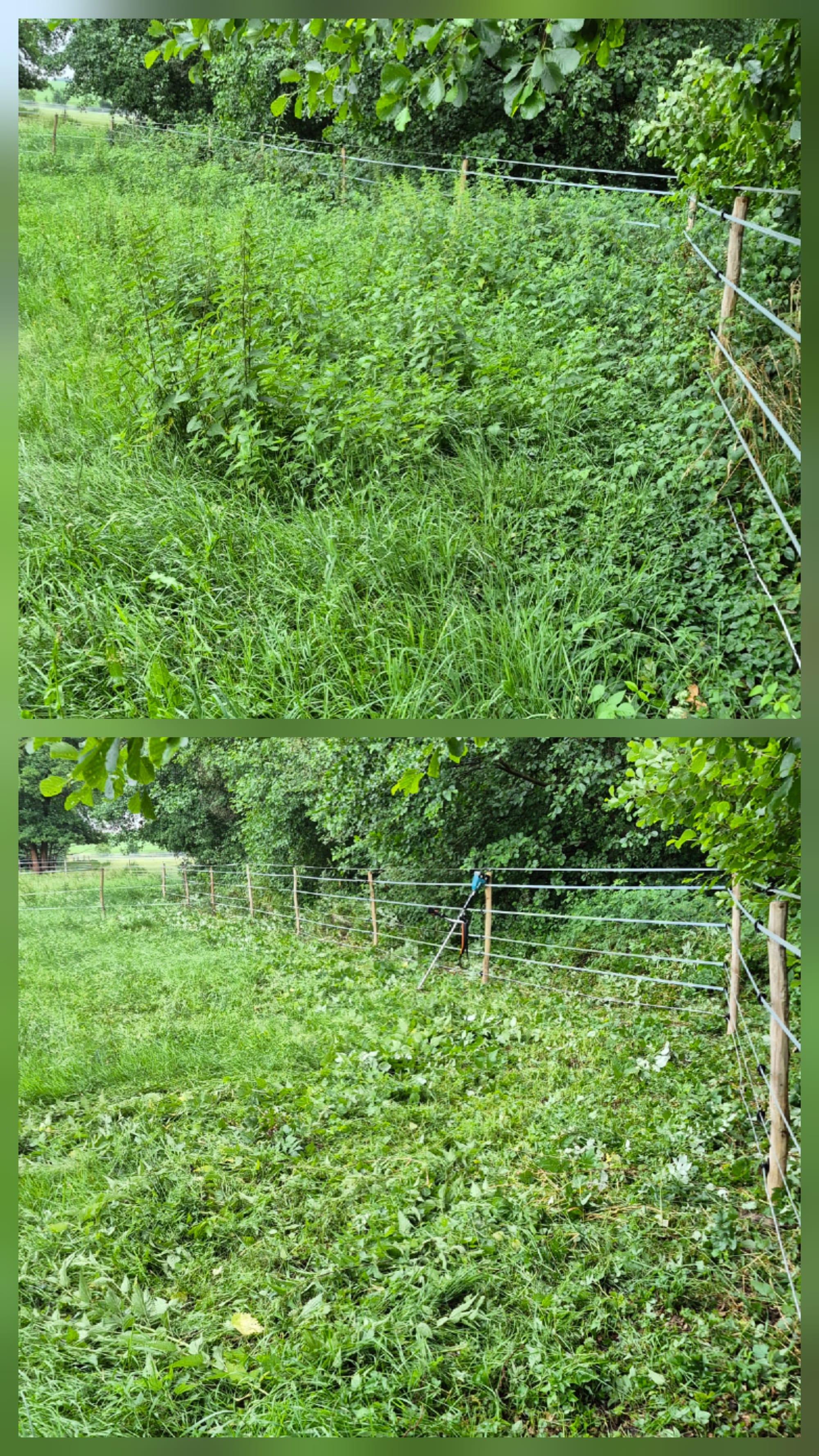 Gartenpflege und Wildwuchs beseitigen