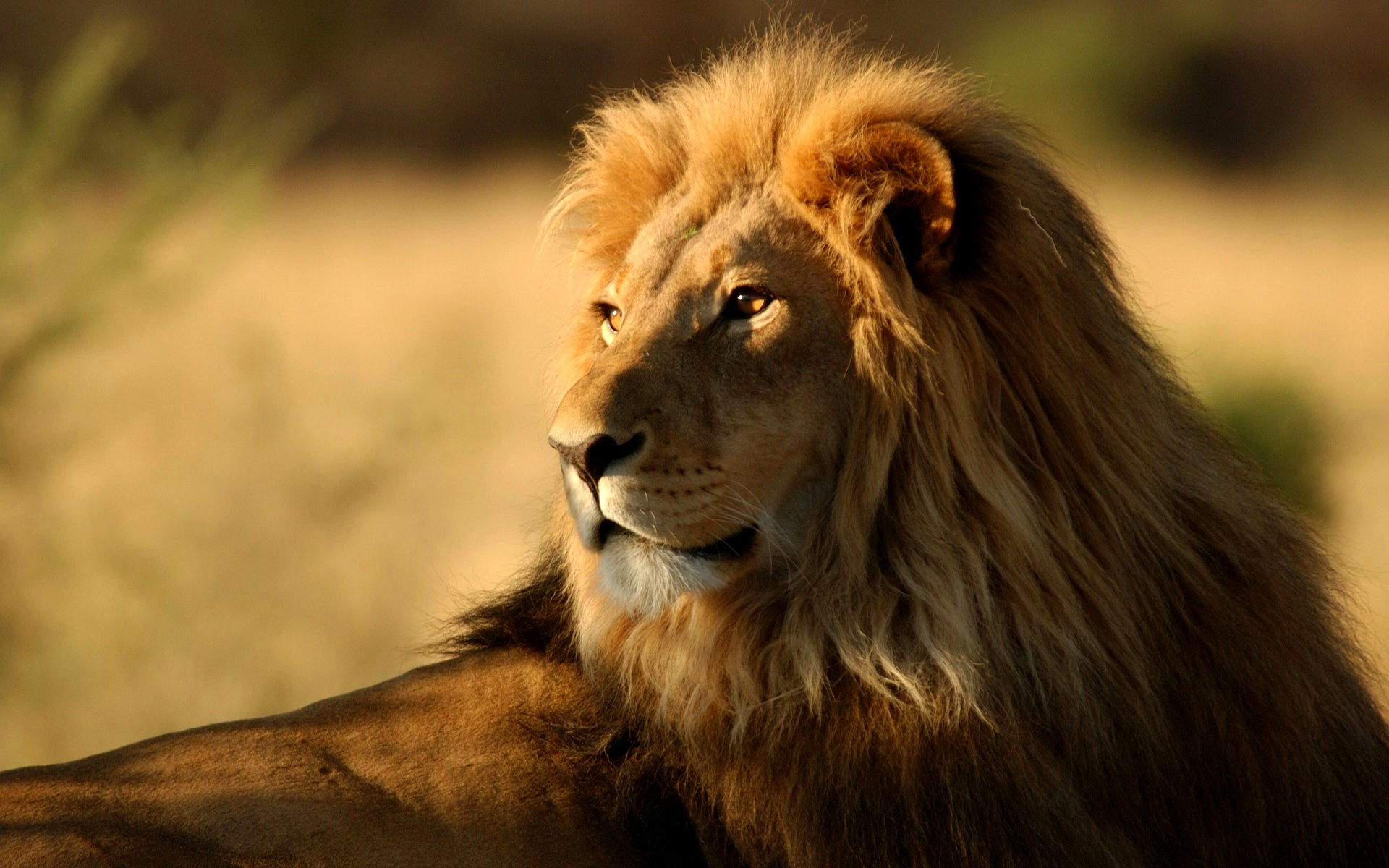 Mercurio Retrógrado en Leo - 18 de julio 2026