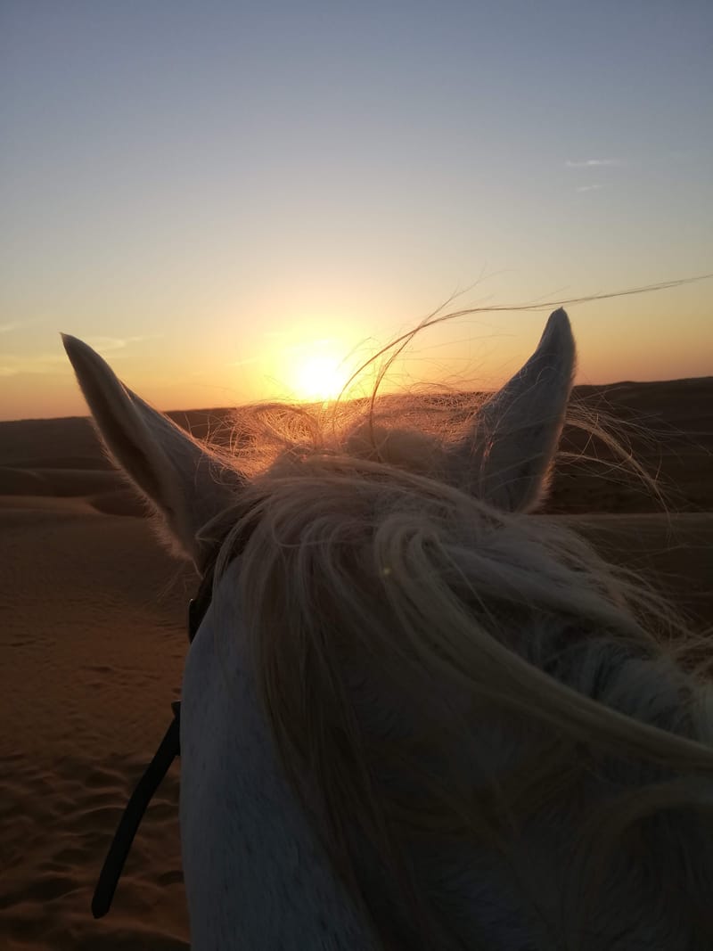 Sunset horse safari