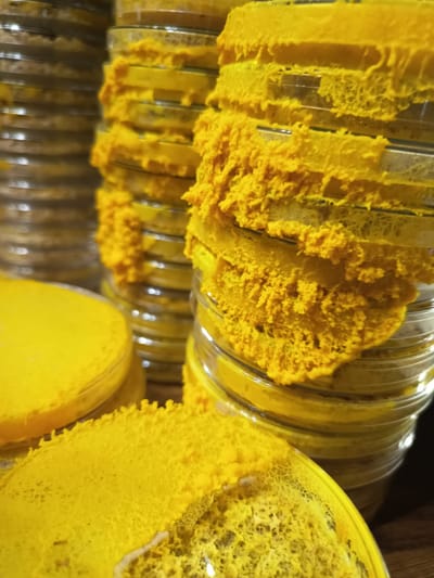 LE BLOB, UN PARADOXE BIOLOGIQUE FASCINANT !