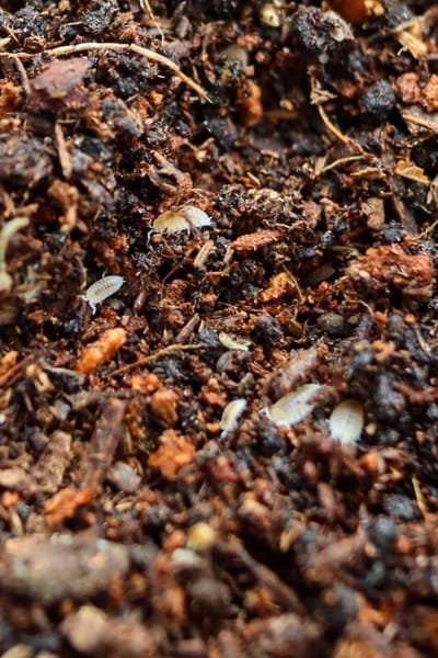 COMPRENDRE LE SUBSTRAT