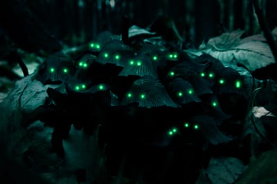 BIOLUMINESCENCE, FLUORESCENCE & PHOSPHORESCENCE