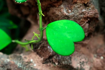 LISTE DE QUELQUES PLANTES NON TOXIQUES POUR TERRARIUMS TROPICAUX PAR CONTINENT