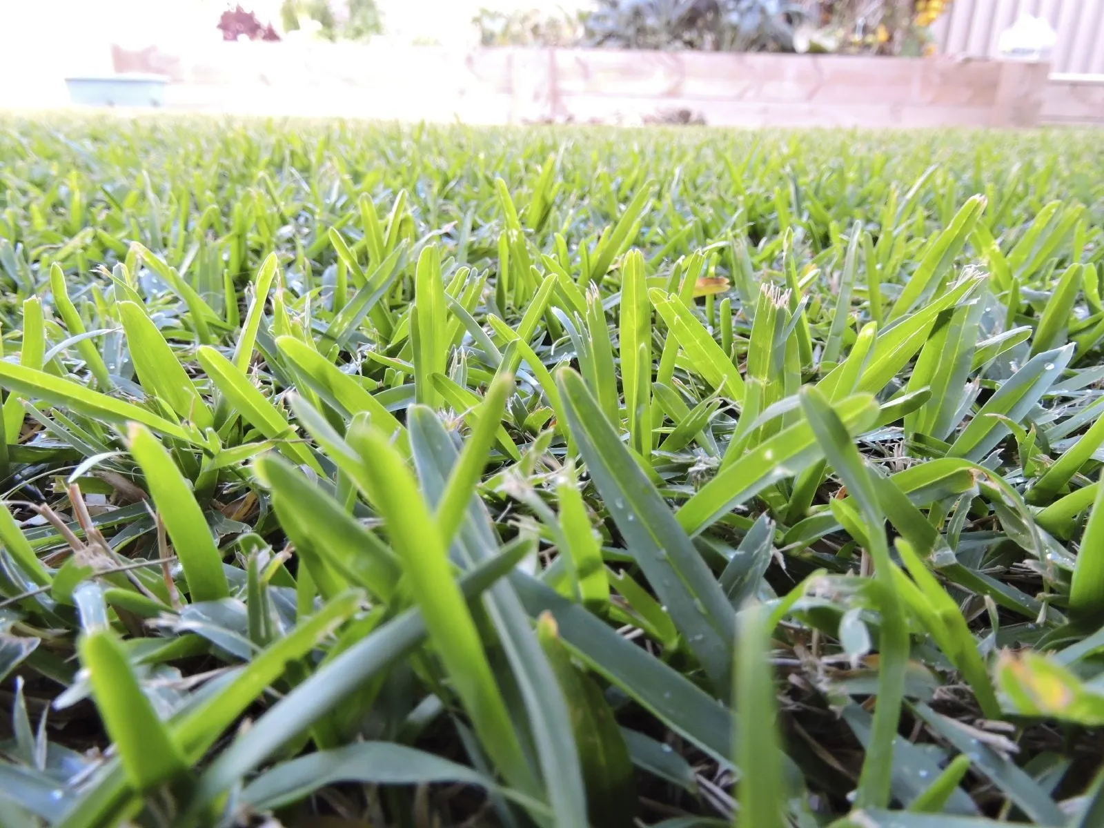 Buffalo Grass