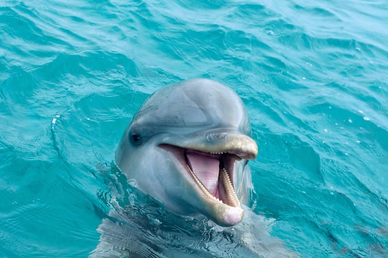 Dolphin Reiki – vindecare blândă prin energia delfinilor
