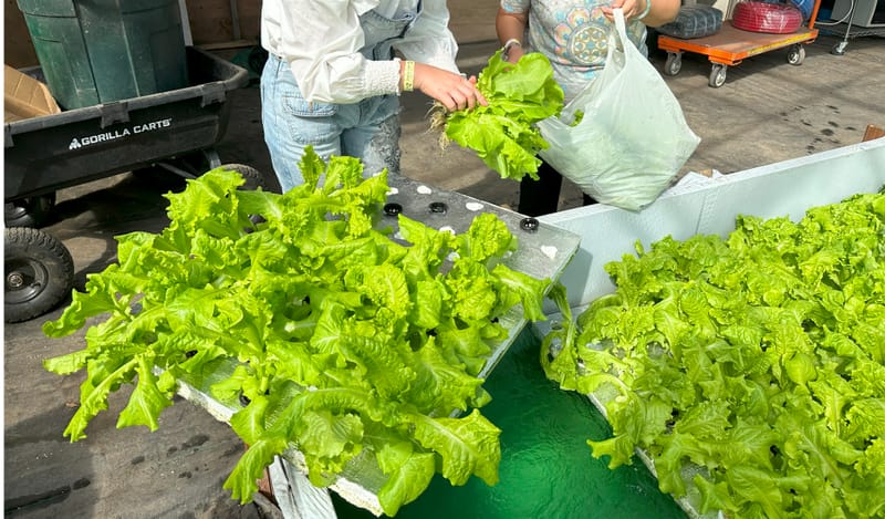 Soft Opening for aquaponic farm
