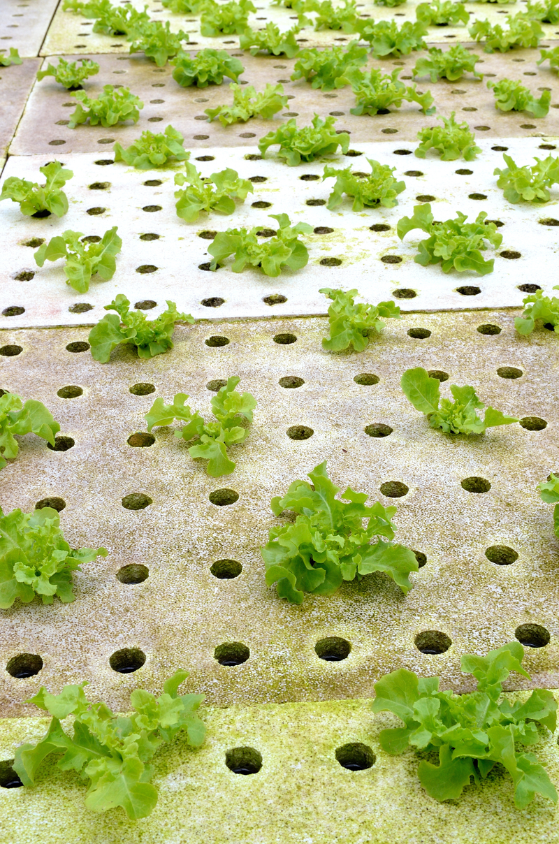 Aquaponic Maintenance &amp; Support