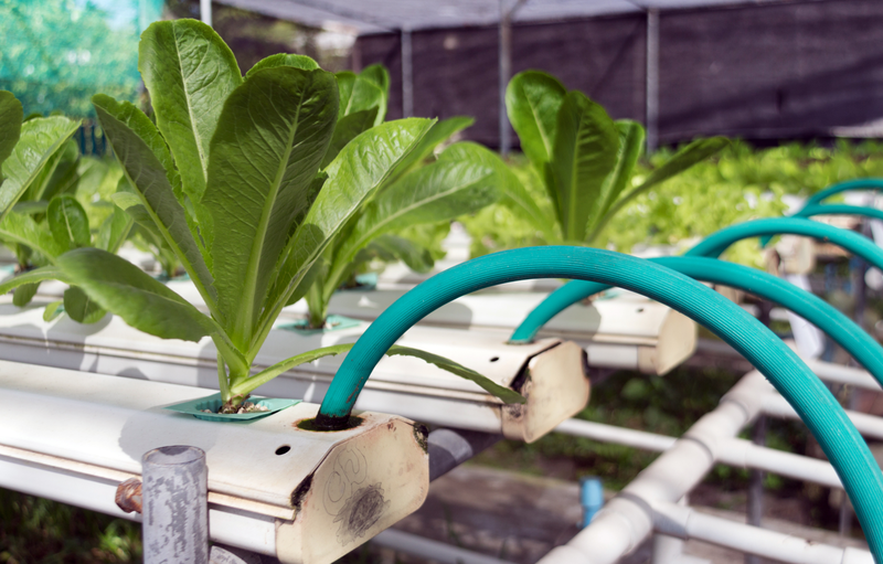 Aquaponic System Setup