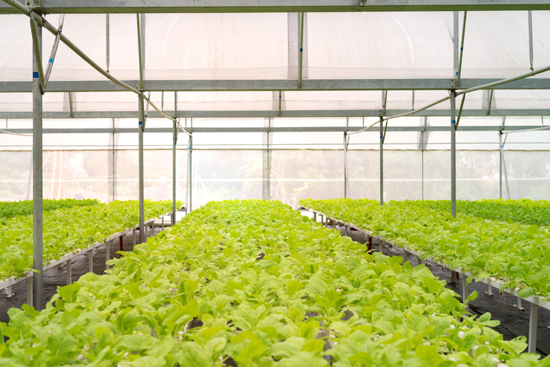 Aquaphonic Farming Training