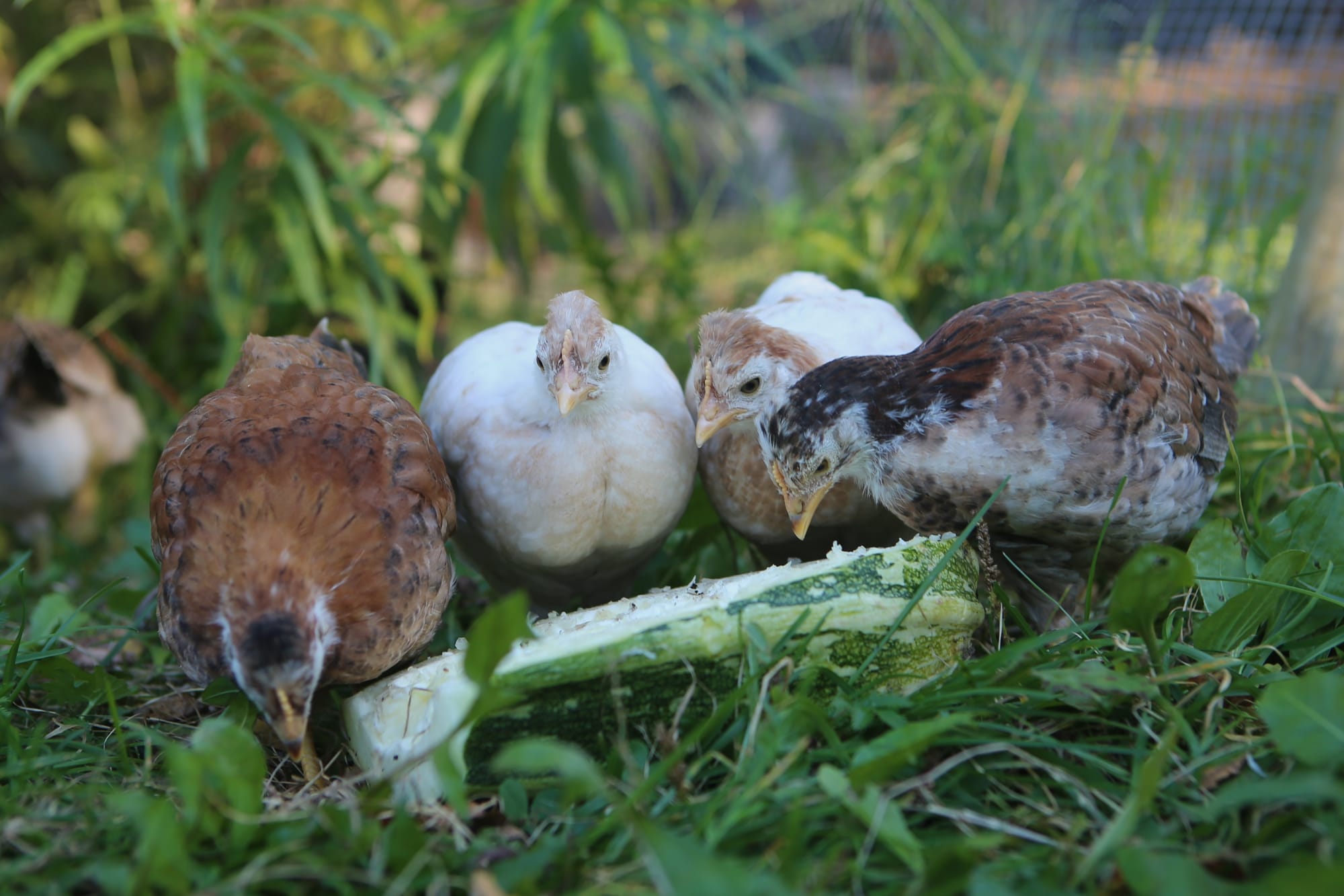 Hva spiser islandshønsa på Venli.